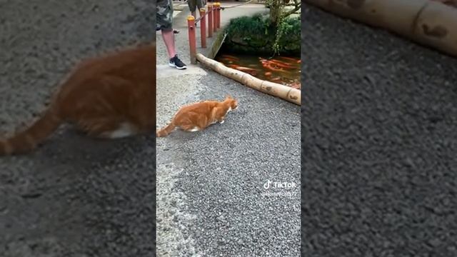 Cats Attack 😮 🐈😺🐈😺🐈 😺
#funnycats #attack