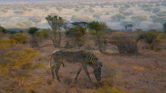 Nature Film 4K Video Ultra HD: Chobe National Park - Scenic Wildlife Film With African Music