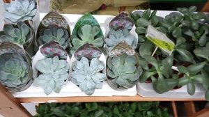 ??Бауцентр??Цветочная Прогулка?