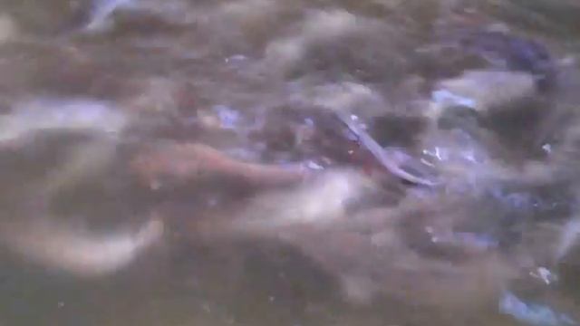 африканский сом в домашних условиях 8 смотреть онлайн