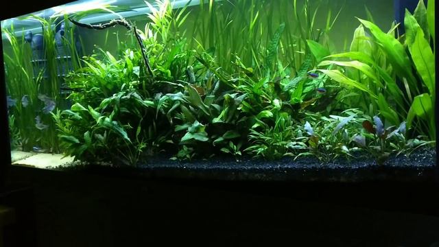 Juwel Rio 240 with helialux LED light & day+night controller смотреть онлайн
