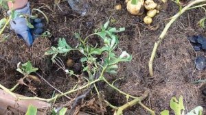 Картошка с грядки. Первый опыт посадки картофеля