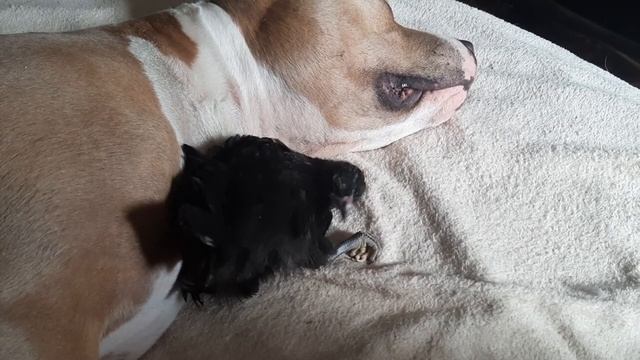 Пусть у него не пёрышки, но его тоже нужно почистить смотреть онлайн