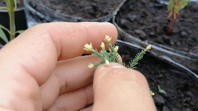 новые сорта и гибридные формы хвойных при выращивании из семян смотреть онлайн