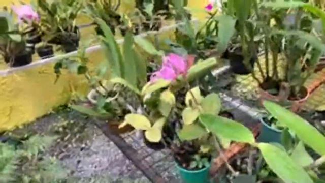 Cattleya Guttata, Cattleya Bicolor E Tour No Orquidário