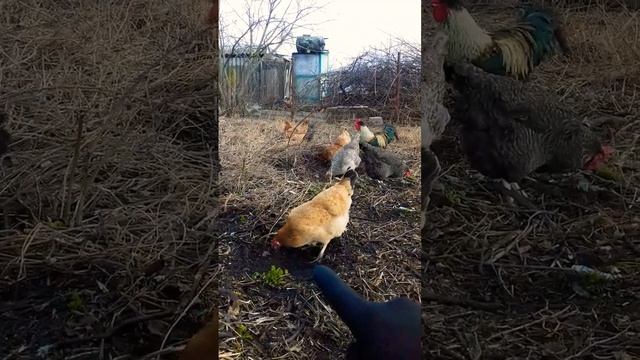 КАК ОПРЕДЕЛИТЬ ВОЗРАСТ У КУРИЦЫ? ? БАБУШКА - РАССКАЗАЛА ПО КАКИМ ПРИМЕТАМ! ? смотреть онлайн