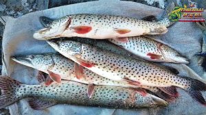 Рыбалка сетями на реке Амур, закрываю сезон жидкой воды 2021 года!