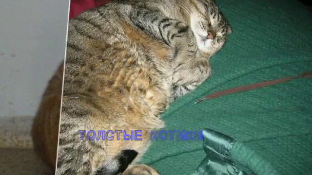 ТОЛСТЫЕ КОТИКИ смотреть онлайн