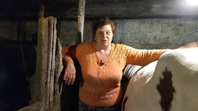 Корова не родила в срок! (перенашивает телёнка) Что делать? смотреть онлайн