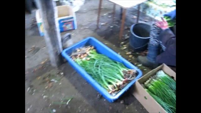 Выращивание лука в теплице. Часть 3 смотреть онлайн
