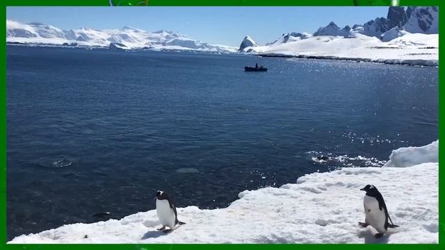 Что мы знаем о пингвинах? смотреть онлайн