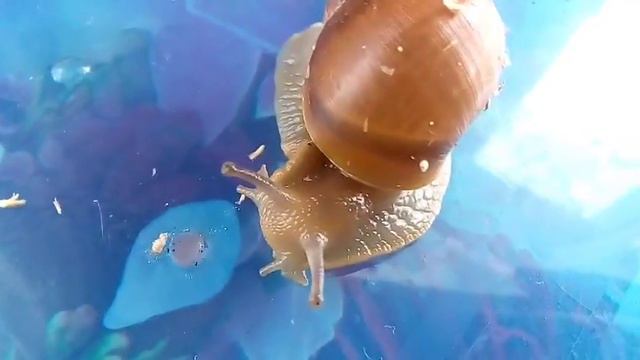 Вид: мегалобулимус облонгус смотреть онлайн