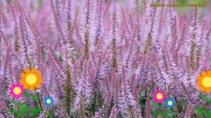 Вероникаструм виргинский Адоратион. Краткий обзор, описание veronicastrum virginicum Adoration