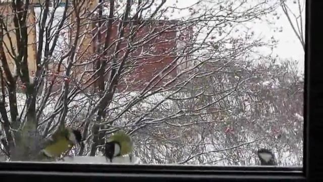 Синички зимой за окном. смотреть онлайн