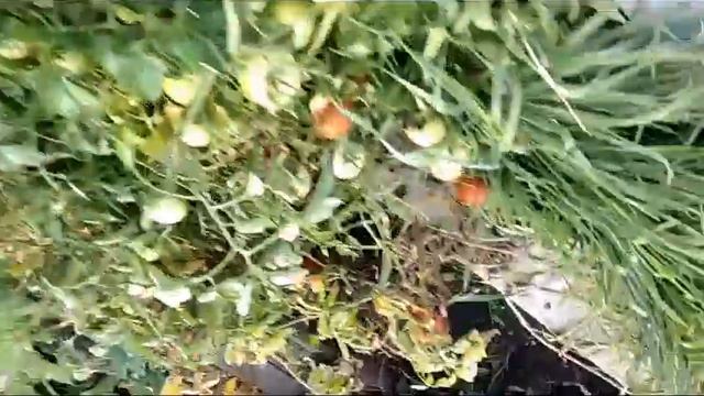 томат скороспелый волгоградский 324 в открытом грунте смотреть онлайн