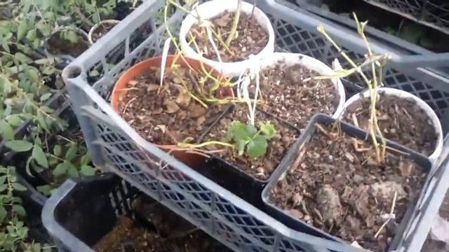 вынос саженцев в теплицу смотреть онлайн