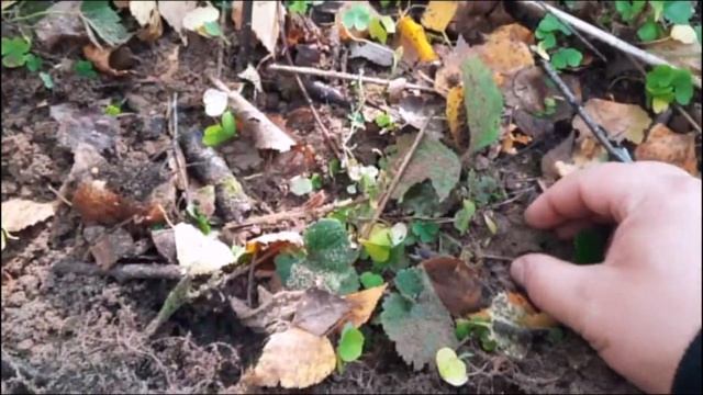 НАШЛИ ГОРШОК!!! И МНОГО СЕРЕБРА И ЦАРСКИХ МОНЕТ