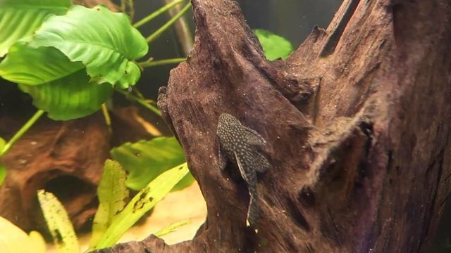 PLANT EATERS! Aquarium Fish that EAT Plants! смотреть онлайн