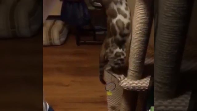 Грациозные Бенгалы смотреть онлайн