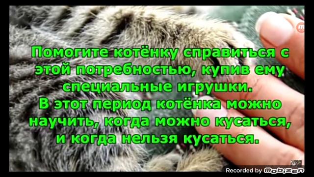 #кот#почему кошка кусает смотреть онлайн