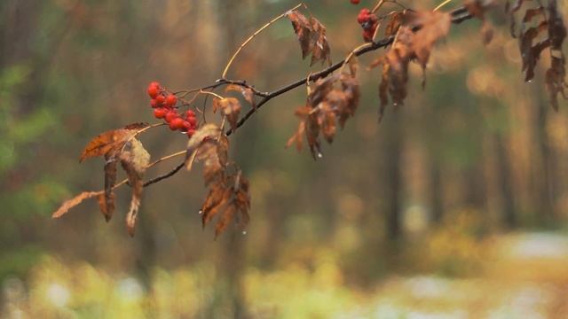 "Исповедь хулигана/Отговорила роща" Сергей Есенин. Читает Виктор Золотоног, поёт Сергей Петрищев смотреть онлайн