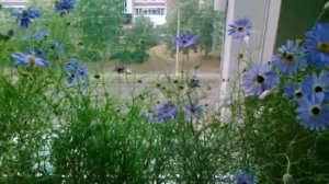 Брахикома. Замечательное растение для украшения балконов и не только.