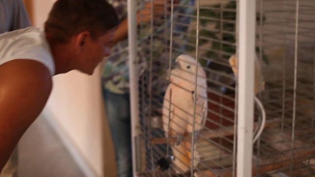 Гости на свадьбе в Волгограде. Разговор с попугаем. смотреть онлайн