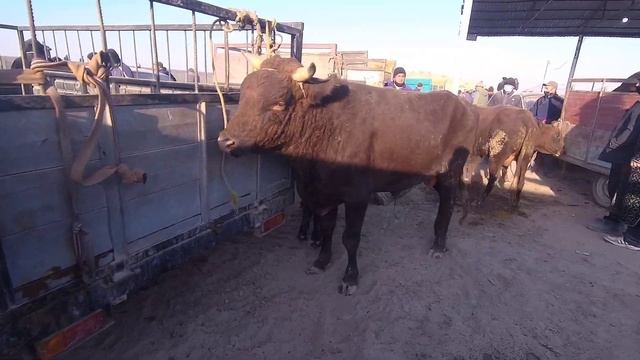 ҚЎРҒОН МОЛ БОЗОР БУХОРО // QOʻRGʻON MOL BOZORI BUXORO.