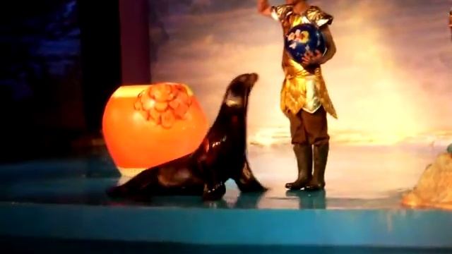 Китай. Океанариум. Морской котик выступает смотреть онлайн