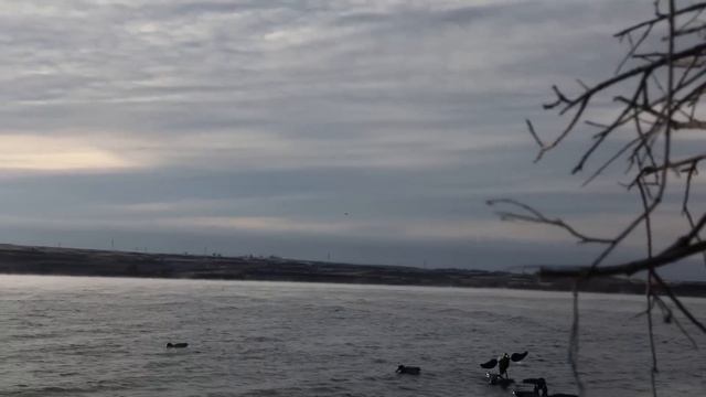 BEAU HUNTING - Season Finale - “Most EPIC Hunts of the Year!! (Euro Wigeon)” смотреть онлайн