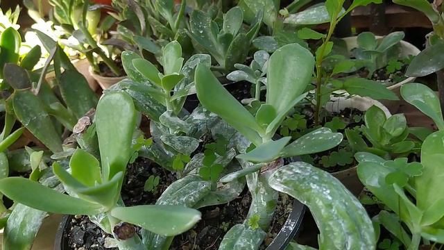 echeveria Gila! suculentas com dicas @reidassuculentas2215 смотреть онлайн