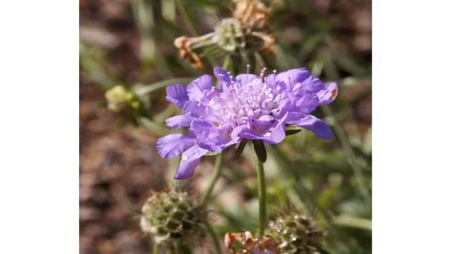 Полевые цветы фото от DOMIKru net смотреть онлайн