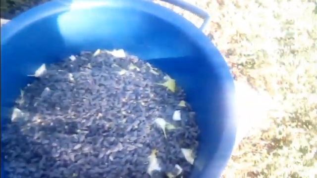 #красноусольск . Урожай подсолнуха смотреть онлайн