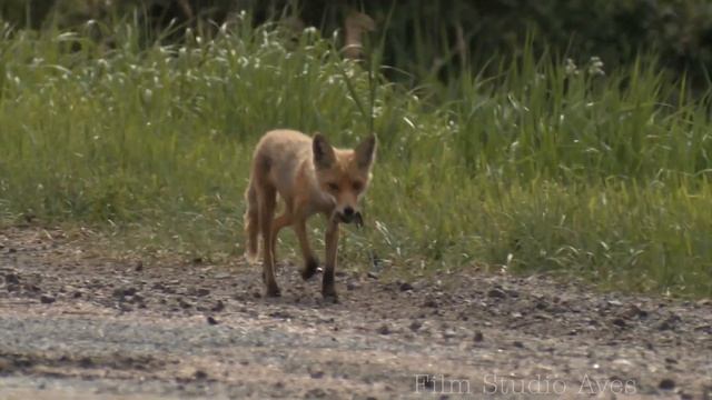 Лиса шла прямо на нас - Бешеная? | Film Studio Aves смотреть онлайн