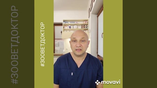 Умные породы собак #zoovetdoctor , интересные истории ветеринарного врача Дмитрия Ушакова