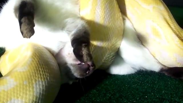 Albino Burmese Vs Screaming Rabbit