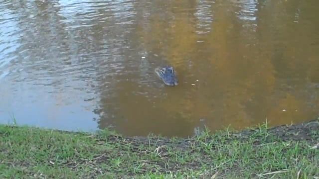 Louisiana Alligator on Avery Island in South Louisiana 1 смотреть онлайн