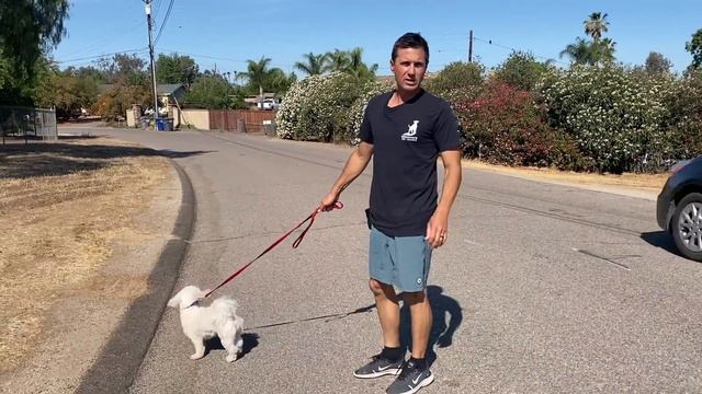 Taking a leash reactive small dog on a walk смотреть онлайн