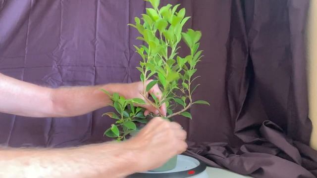 Tiger Bark Ficus (ficus Microcarpa)