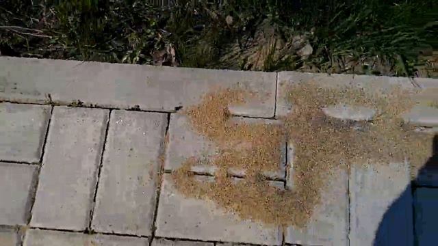 Ошибки при укладке тротуарной плитки. смотреть онлайн