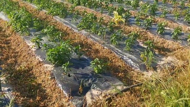 технология КАПЕЛЬНОГО ПОЛИВА на ПОЛЯХ