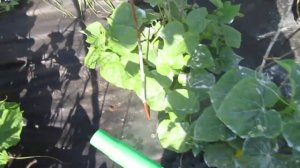 #zoom  Важная Подкормка Огурцов Гуматом Калия ,для быстро роста огурчиков.