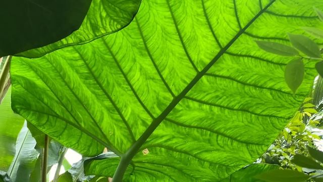 24 ЧАСА ВЫЖИВАНИЕ В ЛЕСУ с предметами Aliexpress. [ КОФЕ ]