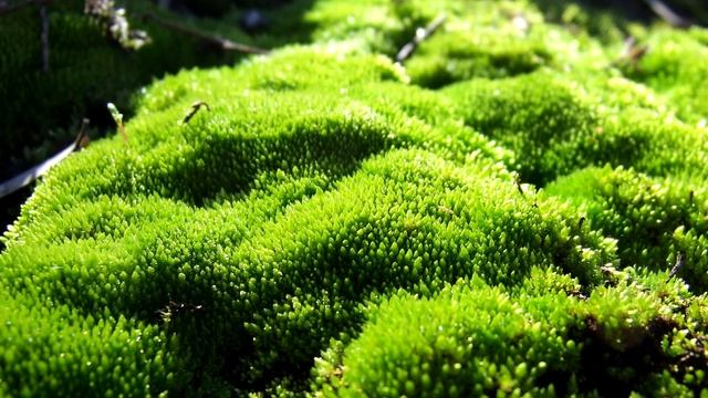 Мох - интересные факты смотреть онлайн