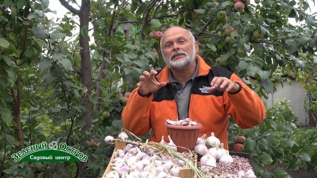 Озимый чеснок, посадка, сорт АТАЧ смотреть онлайн