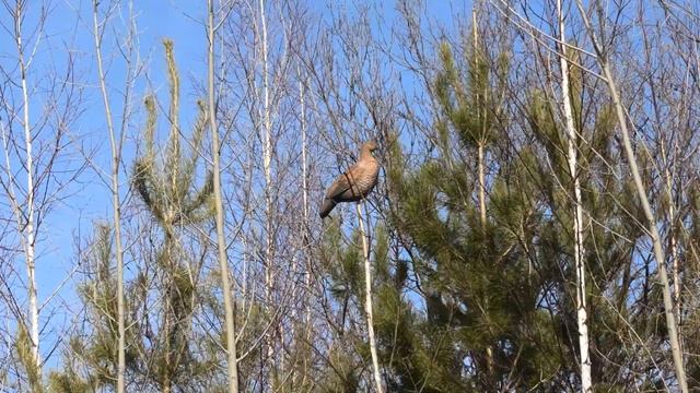 Тетерев касач самка смотреть онлайн