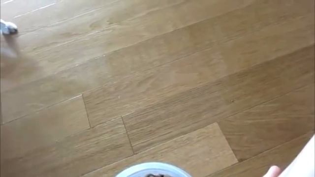 Милая лиса фенек смотреть онлайн