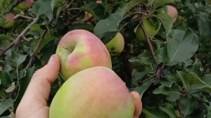 Сбор яблок «Северный синап»