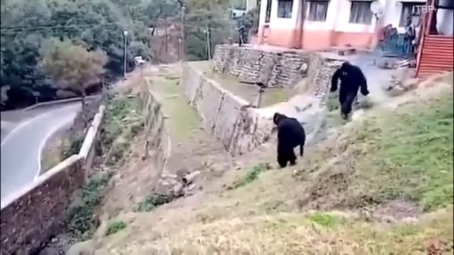 Индийские пограничники в костюмах обезьян отгоняют макак смотреть онлайн