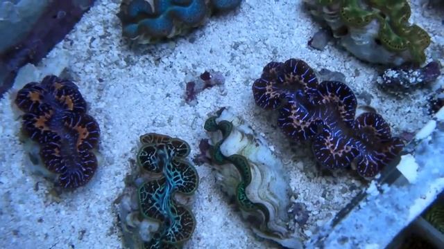 25.12 Tridacna squamosa-maxima.MP4 смотреть онлайн